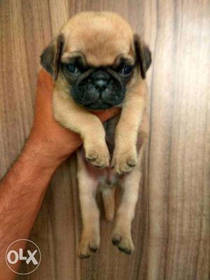 Heavy Bones Pug Male Female Puppies available
