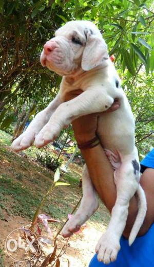 Herliqun great Dane puppies available at