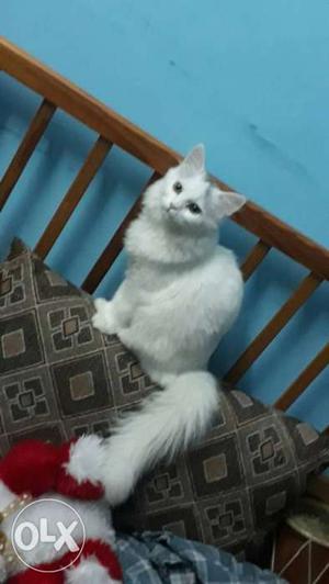 I hv persian cat for sale if any buddly