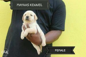 Lab male and female puppies with papers available