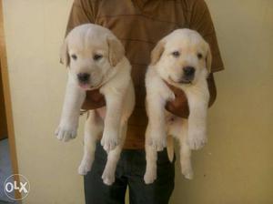 Labrador heavy bone extraordinary puppies