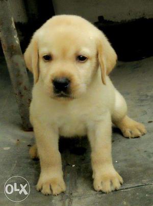 Labrador male female puppy avilable for show breed heavy