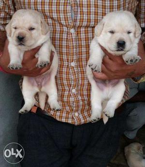 Labrador puppies avilable suprime kennel