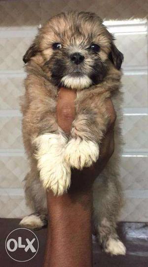 Lhasa Apso puppy / dog for sale find a cautious buddy in