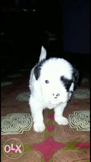 Lhasa puppies for sell