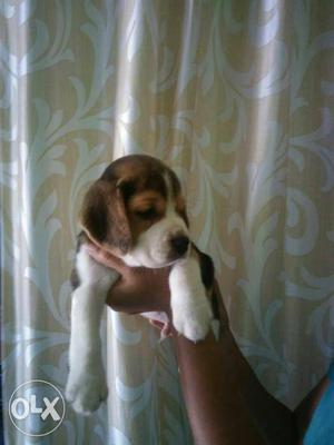 Male puppy 45days good and active playing high