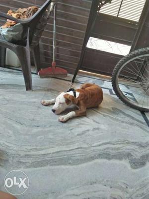 Pitbull terior brown and white top quality