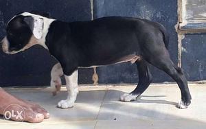 Pitbullterrier puppy 42 days old father champion