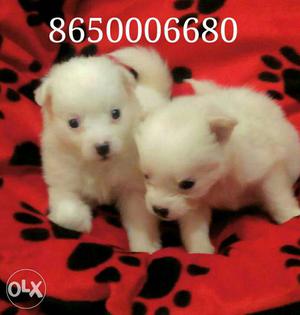 Pomeranian male for white colour and pure quality.