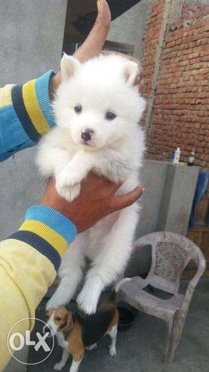 Pomerian puppies avilable in show quality suprimr kennel