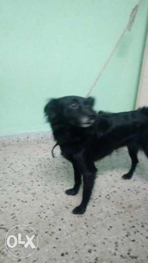 Pomorian dog.Medium Size Black Medium Coat Dog