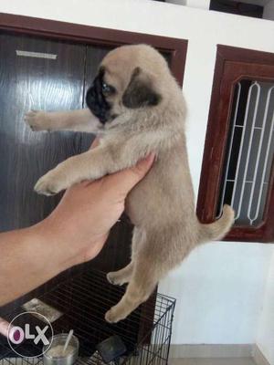 Pug male puppy for sale at national