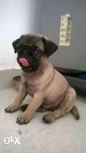 Pug puppies available male  Female 