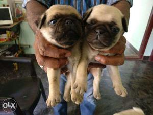 Pug puppy/dog for sale find a funny friend in dogs