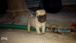 Pug,show quality, very talented, available at