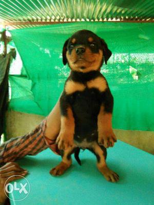 Rottweiler Female Puppies Available. Good Quality