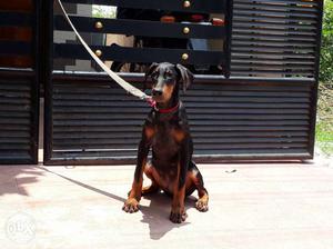 Show quality Doberman puppy for sale