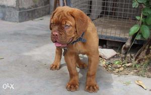 Show quality French Mastiff Male Female Puppies available