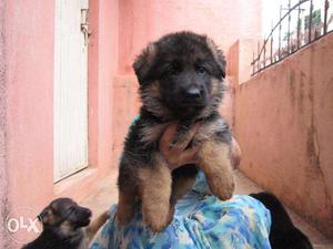 Show quality & double coated German Shepherd male puppies
