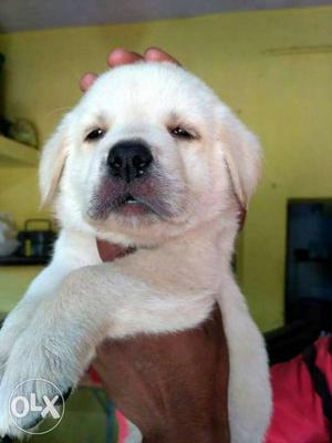 Show quality puppies available labradore puppies