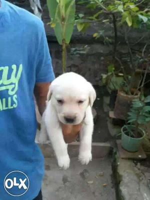 Superb show quality Male lab pupps available...