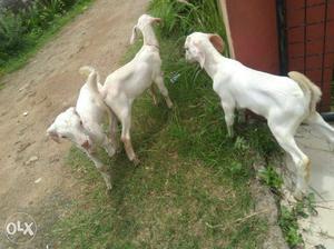 Three White Goat Kids