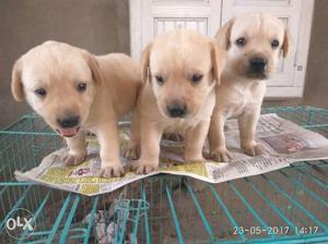 Three golden Labrador Retriever Puppies