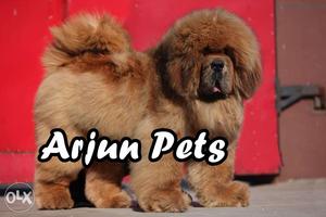 Tibetan Mastiff, Alaskan Malamute, Caucasian, Akita, Alabai,