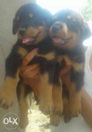 Two Black-and-brown Rottweiler Puppies