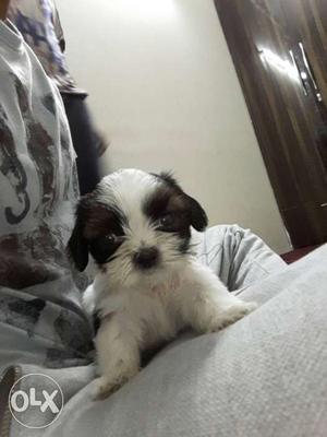 Young 35 days old shih tzu, perfectly healthy