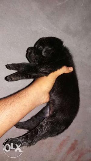 Z black and golden Labrador puppies available