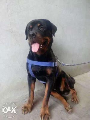 rott male dog 24 months old interested