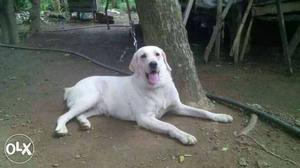 1 year old champion line female lab at Angamaly