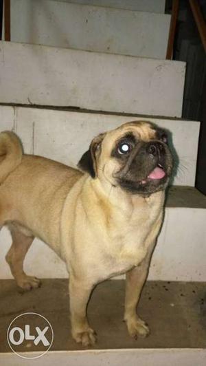 1 yr old good and active male pug for sale