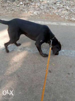 12 Months Labrador chocolate female for sale