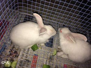 2 Rabbits one is male second one is female in