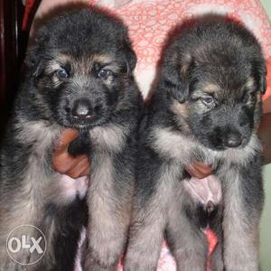 25 days old German Shepherd male and female