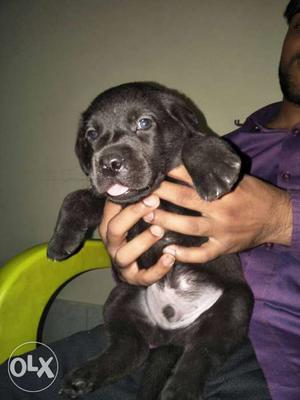 28 days old peor lebrador havy puppy