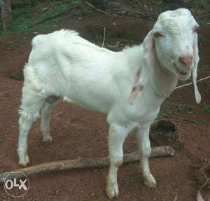 3 Jamnapari Goat