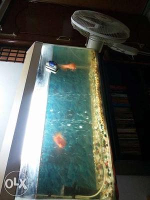 3×1.5 ft tank with a pair of fishes.