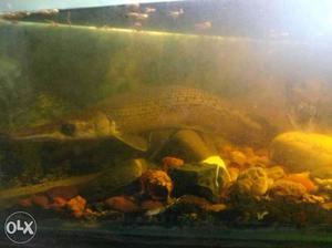 3ft long healthy alligator fish, feed on normal