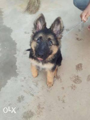 3month German shepherd dog female available...