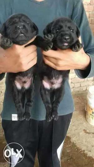 45 days labrador puppies available