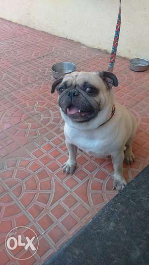 5years pug dog female for sale along with cage
