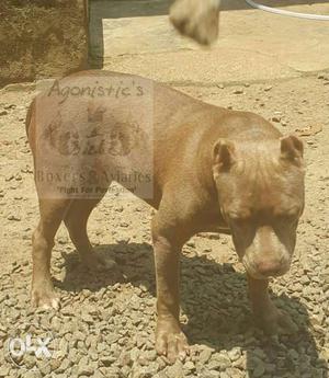 7 month old pure American bully for sale.