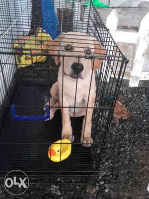 90 day's old Labrador for sale