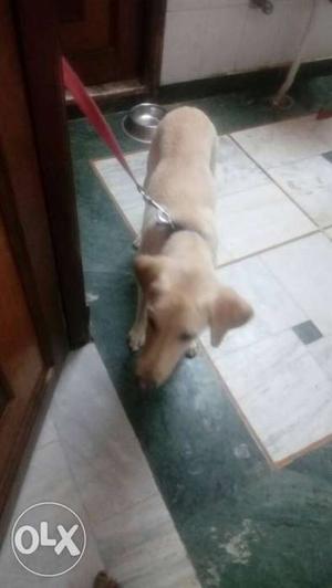 American breed Labrador 6months old for sale