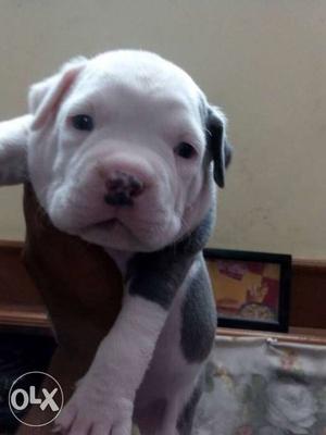 American bully import line pups with blue eyes