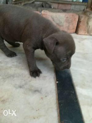 American bully pup for sale, hot blood pups in