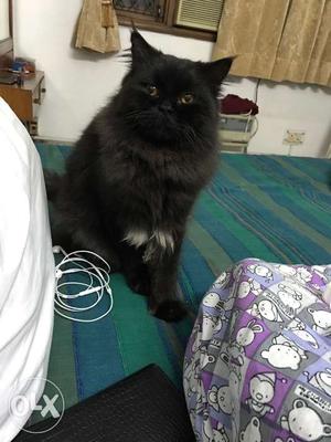 Beautiful Pure breed Persian male cat 1 yr old